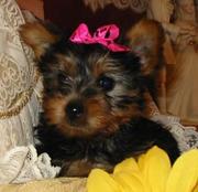 GORGEOUS MALE AND FEMALE TEACUP YORKIE PUPPIES FOR X-MAS ADOPTION!!