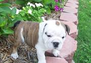  english bull dog puppy for loving home